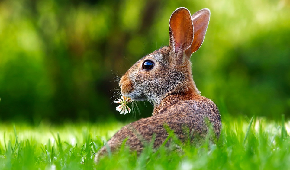 Happy Easter!